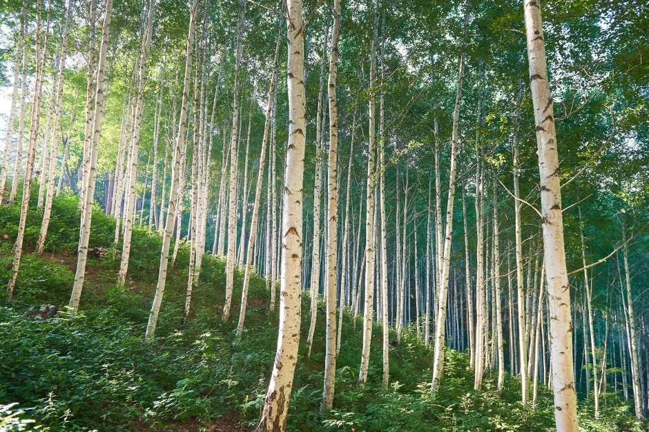 Wondae-ri Birch Forest (Whispering Birch Forest) (원대리 자작나무 숲(속삭이는 자작나무 숲))