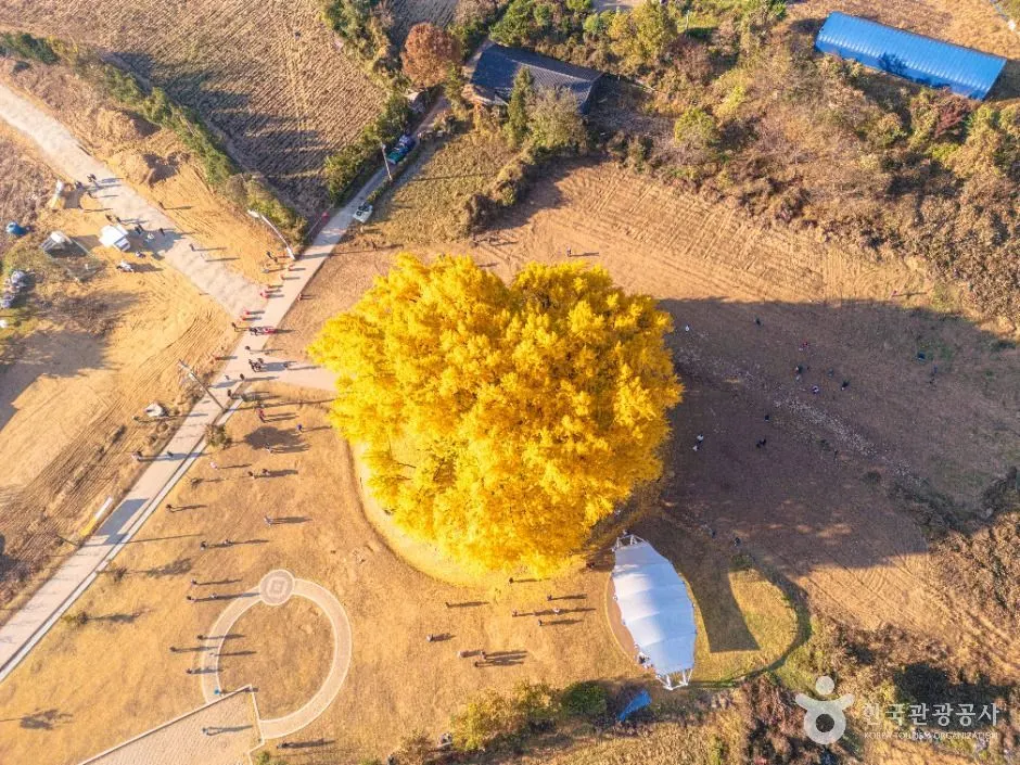 Wonju Bangye-ri Ginkgo Tree (원주 반계리 은행나무)