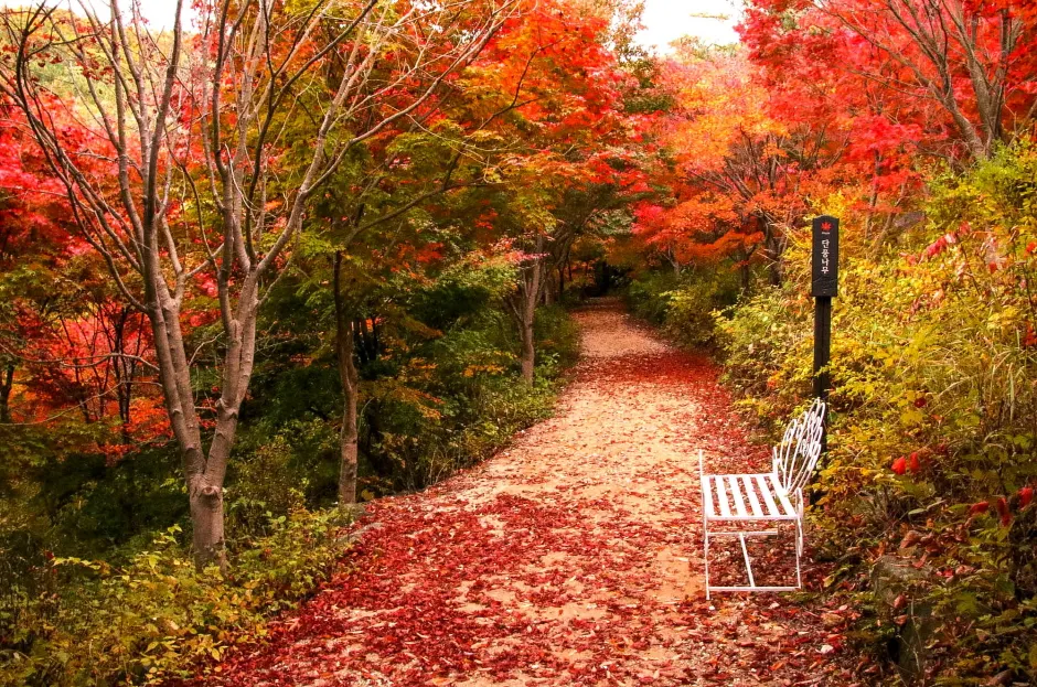 Seohuri Forest (서후리숲)