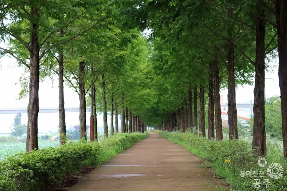 "사계절 내내 나무 터널?"... 자연의 걸작, 담양 메타세콰이어길
