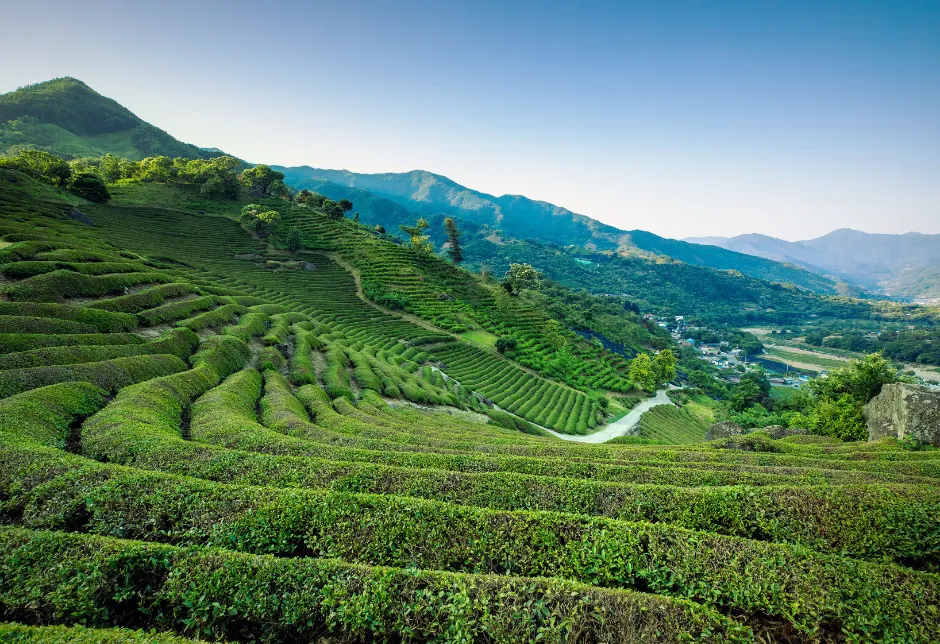 Hadong Wild Tea Cultural Festival (하동 야생차문화축제)