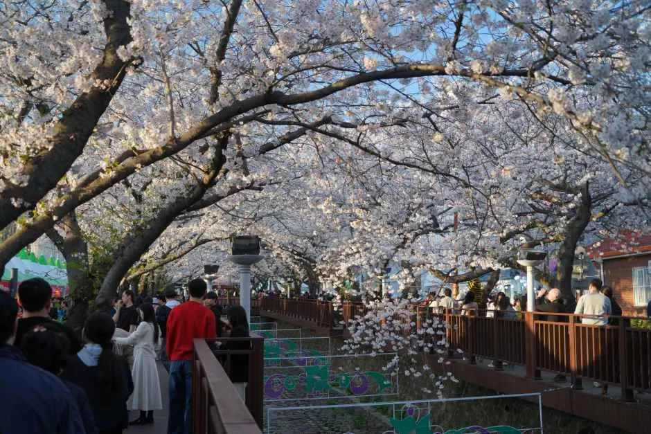 Jinhae Gunhangje Festival (진해군항제)