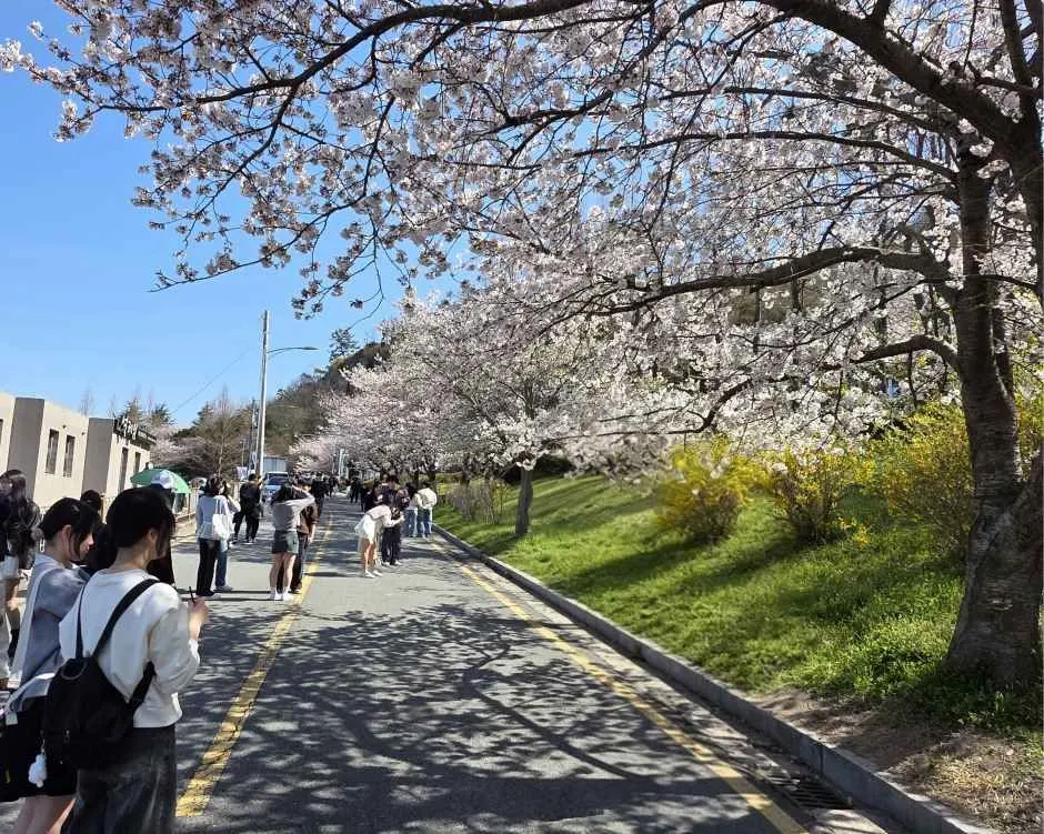 유달산 봄축제
