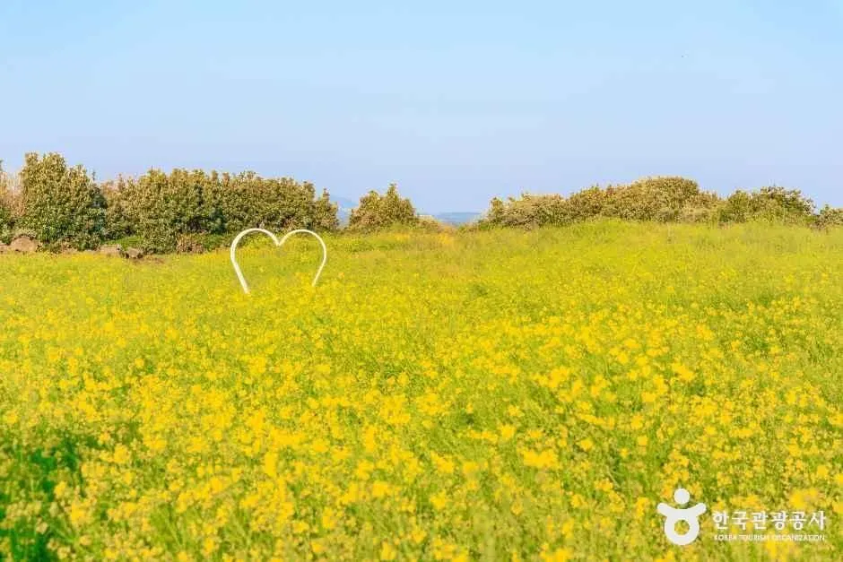일출봉유채밭
