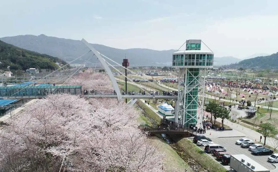 물금벚꽃축제
