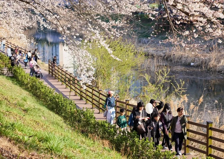 김포 벚꽃축제