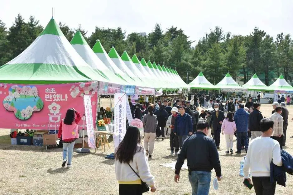영랑호 벚꽃축제