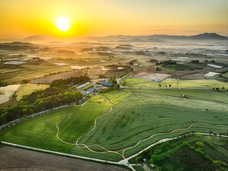 고창청보리밭 축제