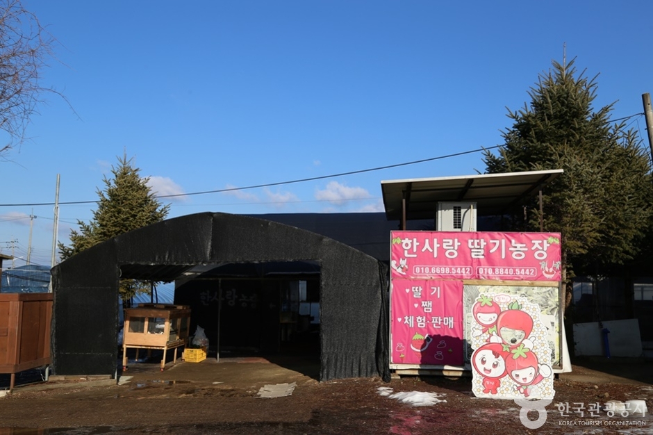 한사랑딸기체험농장