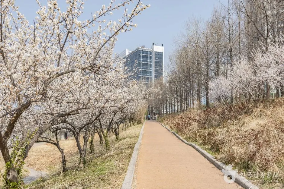하동매실거리