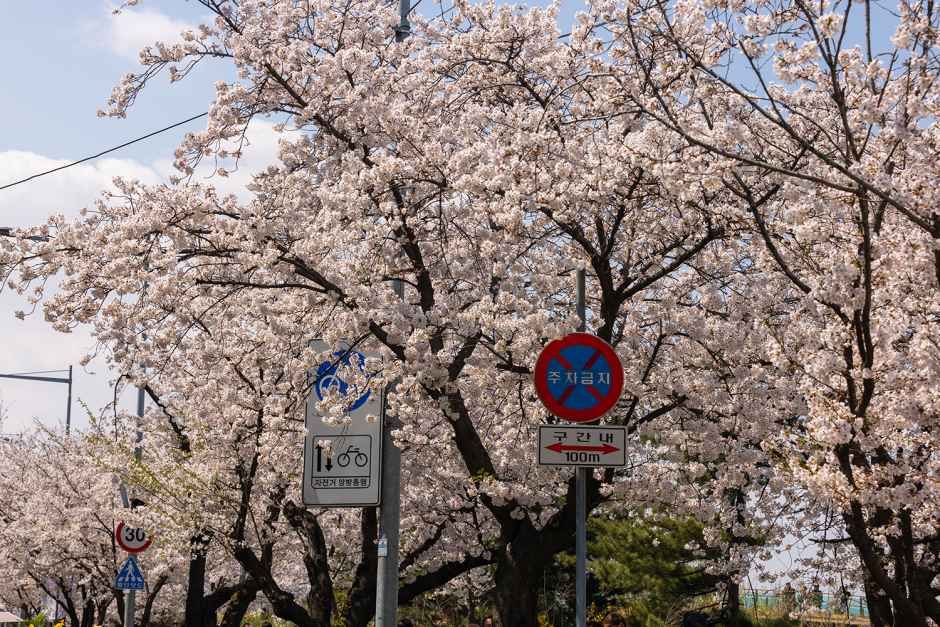 영등포 여의도 봄꽃축제