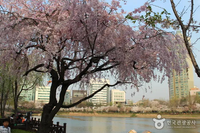 Songpa Naru Park (Seokchonhosu Lake) (송파나루공원 (석촌호수))