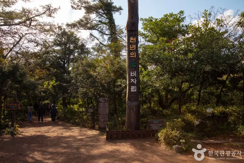 "시간이 멈춘 숲?"... 800년 넘은 비자나무의 고향, 제주 비자림