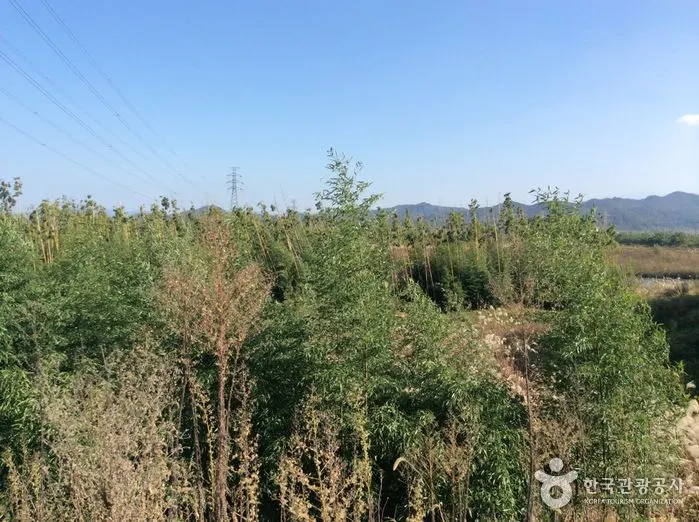 Damyang Bamboo Forest (Damyang Marsh) (담양대나무숲 - 담양습지)