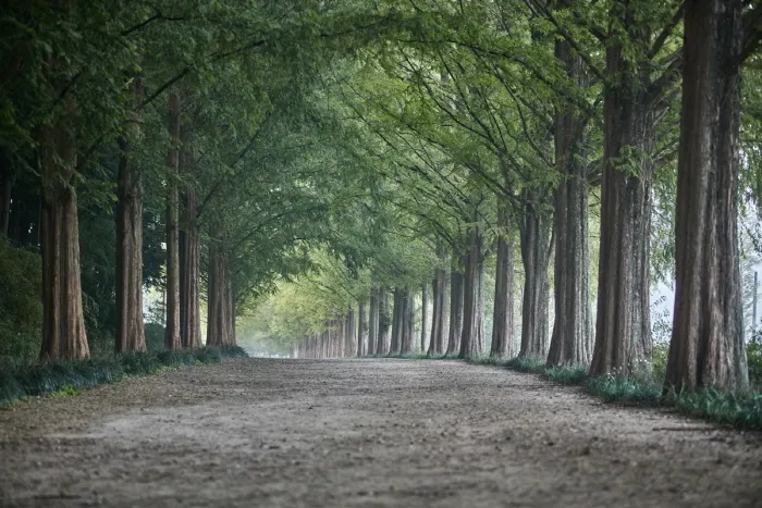 Damyang Metasequoia-lined Road (담양 메타세쿼이아길)